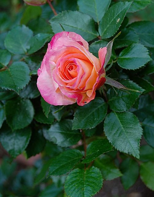 Day Breaker, 2015's first rose