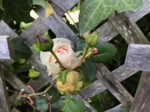 First rose of the season in my garden: Sombreuil