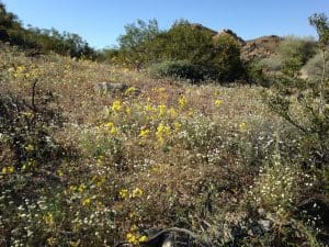 California's drought may be over, but the desert is in full bloom. (photos courtesy of Dr. Gail Dubinsky)