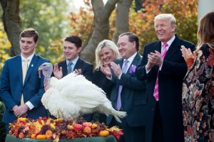 How many turkeys can you fit in one photograph? (NYT photo)