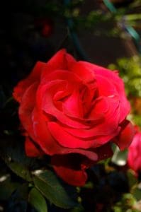 From my garden to moms everywhere: the rose 'Lasting Love'